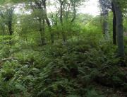 В Минводах суд обязал гражданку снести самовольные постройки в лесах Бештаугорского лесхоза