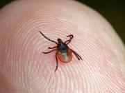 На Ставрополье растёт число заразившихся от укусов клещей