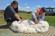 На Ставрополье планируют получить до полутора тысяч тонн шерсти