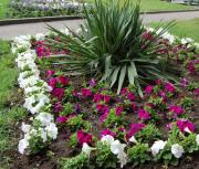 В Невинномысске высадили более 29 тысяч цветов