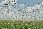 Ставропольским аграриям компенсируют затраты на борьбу с саранчой
