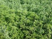 На Ставрополье продолжается борьба с амброзией