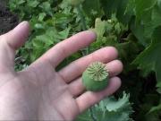 На Ставрополье волонтёры уничтожили заросли конопли