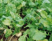 На Ставрополье планируют собрать два миллиона тонн сахарной свёклы