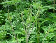 На Ставрополье объявлен двухмесячник по борьбе с амброзией