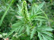 В Пятигорске ликвидировали с корнем более полумиллиона кустов амброзии