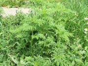 Общегородской санитарный день по борьбе с амброзией пройдёт в Ставрополе 13 августа