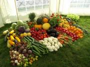 На Ставрополье обучают начинающих овощеводов