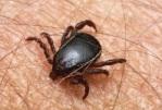 Клещ разносит еще одно опасное заболевание